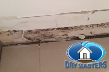 Mold removal in Plantation